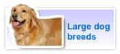 Large dog breeds