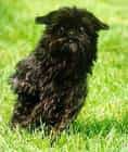 Affenpinscher