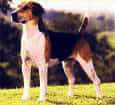 グレイハウンド 大型犬 原産国 イギリス 性格 飼い方